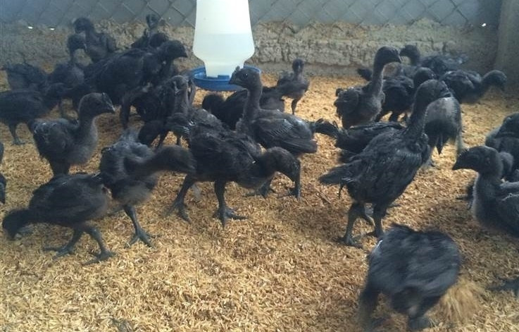 Hiện tại, gà đen Ayam Cemni 3 tuần tuổi giá khoảng 1 triệu đồng/con. Gà 1 tháng tuổi giá 1,2 triệu đồng/con, gà 2 tháng tuổi giá trên 1,6 triệu đồng/con. Ảnh: Vuonchimviet