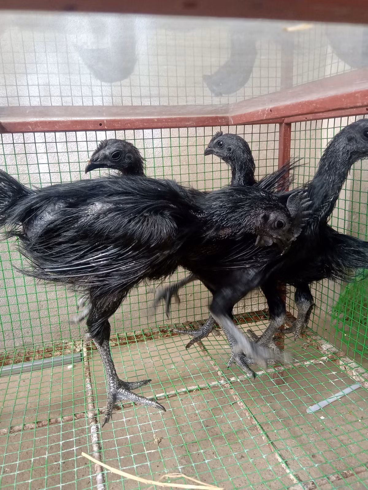 Thời điểm mới về Việt Nam, một con gà đen Indonesia 2 tháng tuổi giá khoảng 4 triệu đồng. Ảnh: Facebook