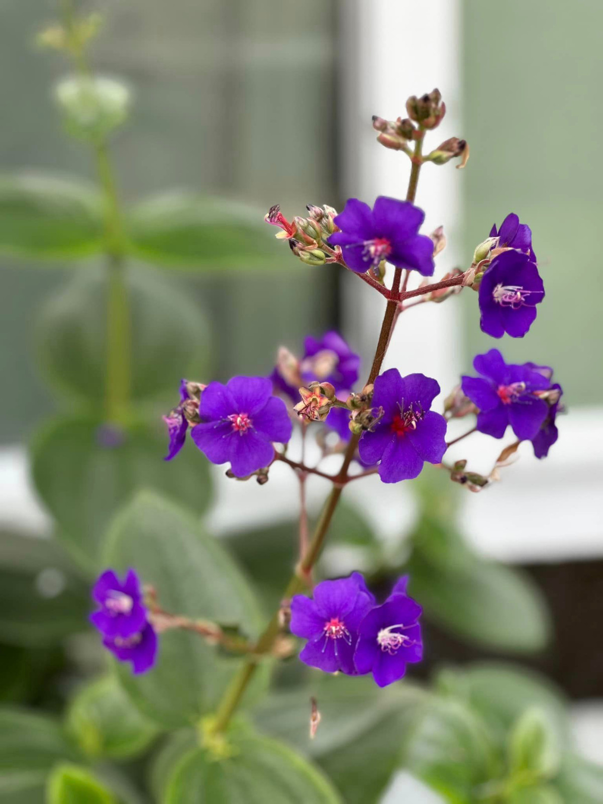 Các loại hoa đua nhau khoe sắc.