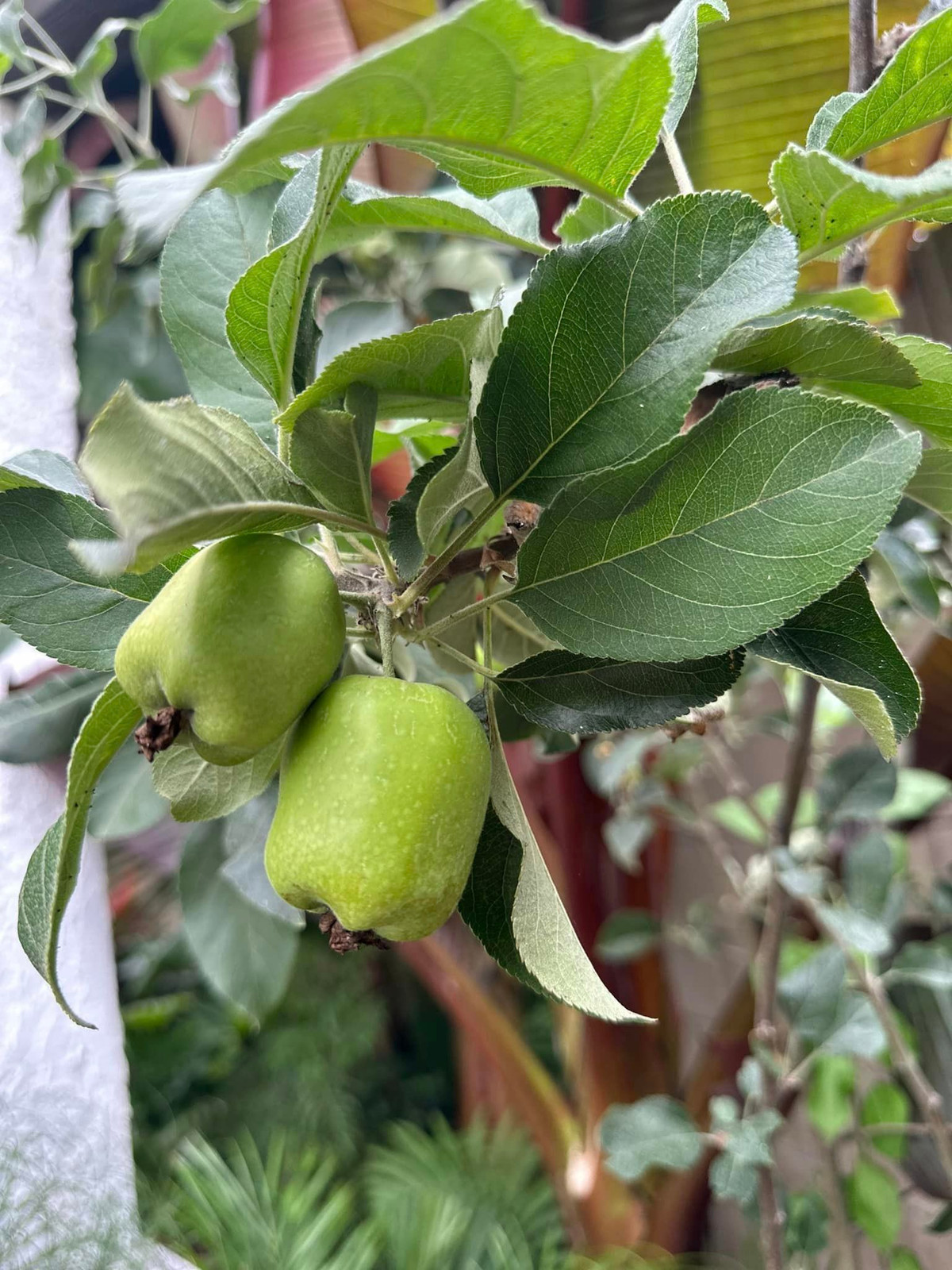 Táo trong vườn đã cho quả.