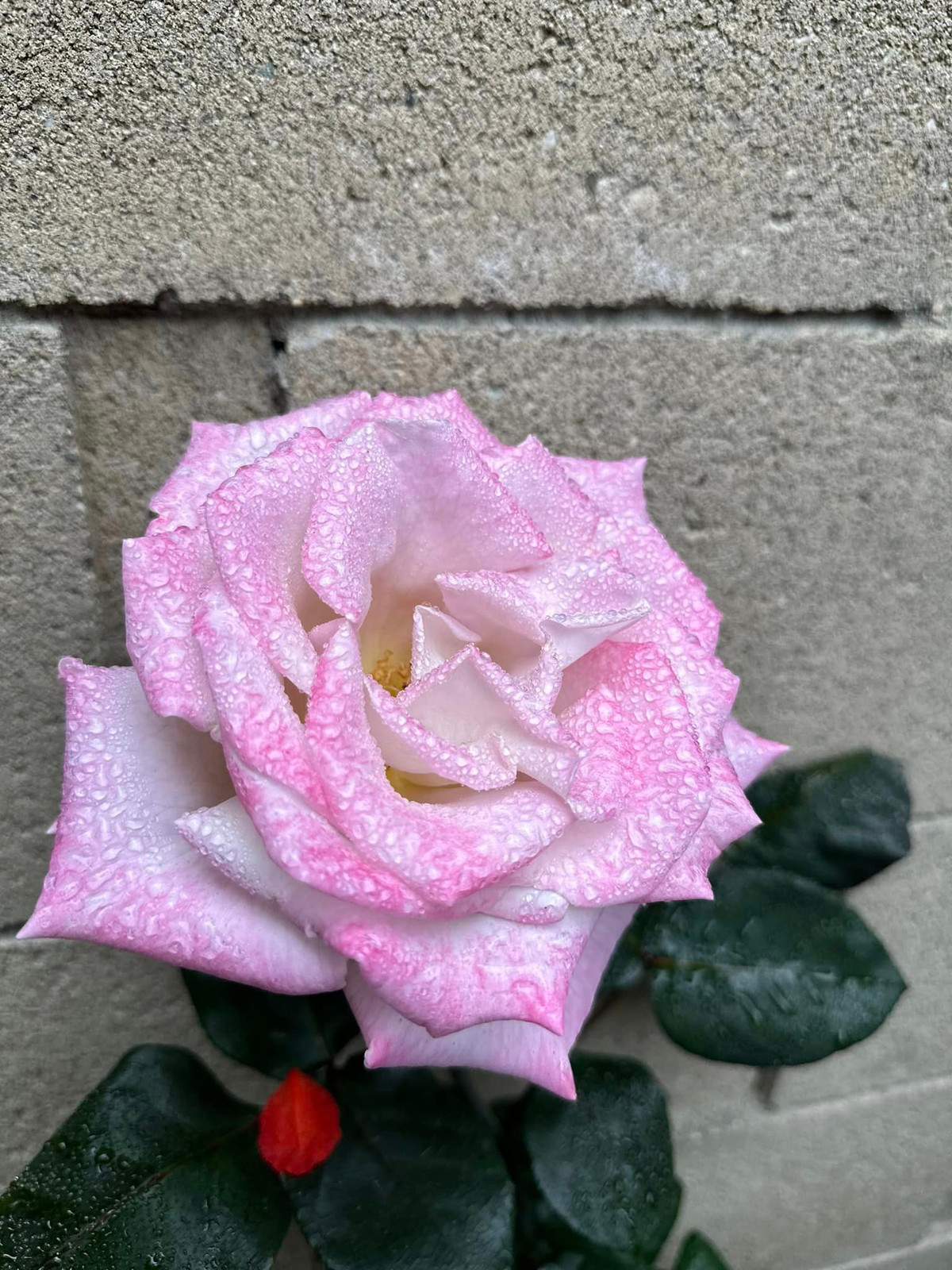 Kim Hiền thích thú khoe giọt sương long lanh một buổi sớm trong vườn.