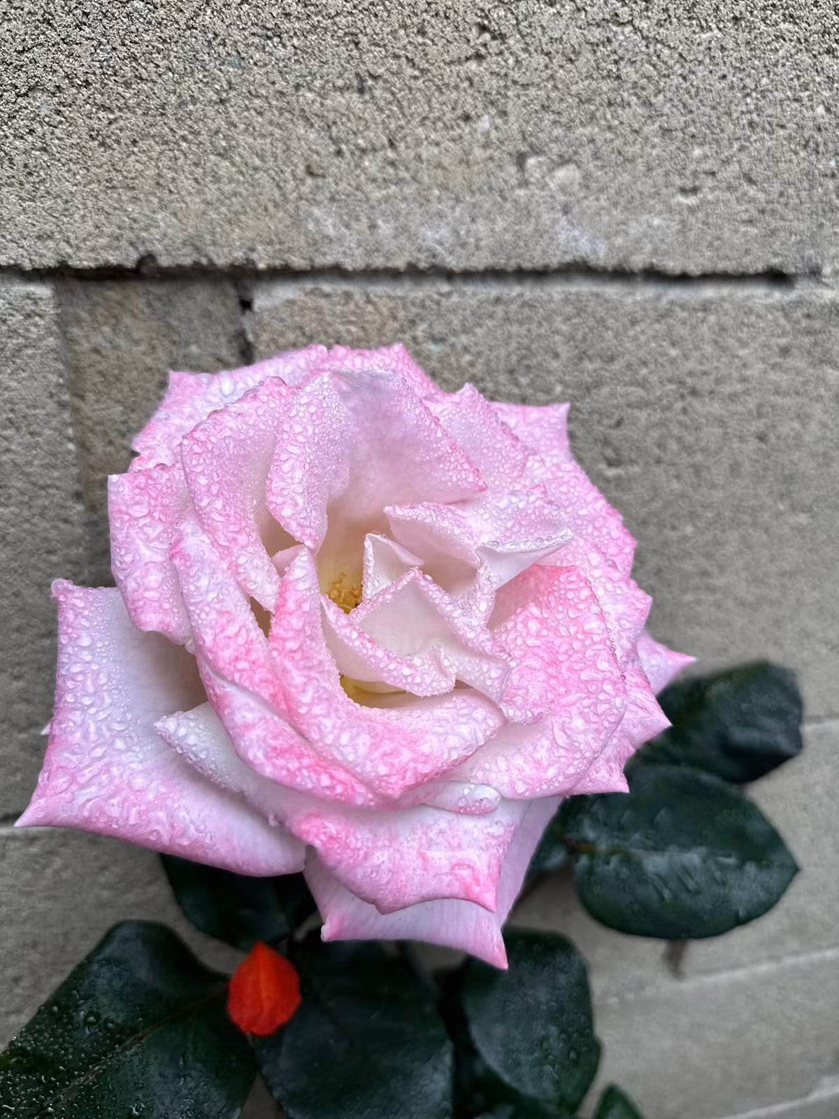 Kim Hiền thích thú khoe giọt sương long lanh một buổi sớm trong vườn.