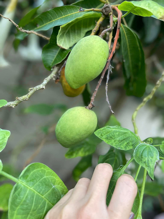 Xoài cũng bắt đầu ra trái.