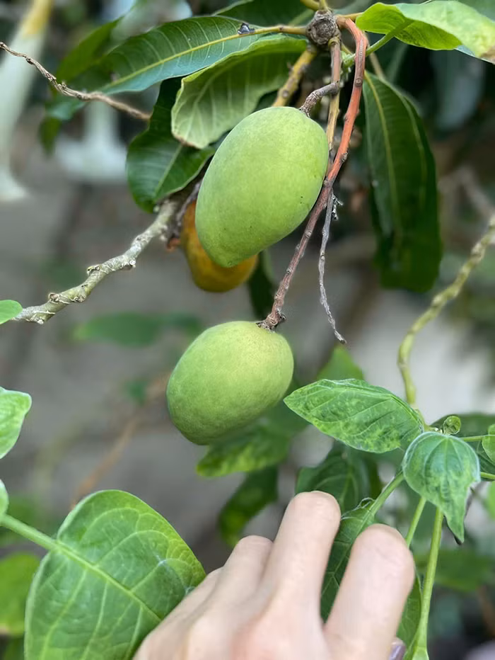 Xoài cũng bắt đầu ra trái.