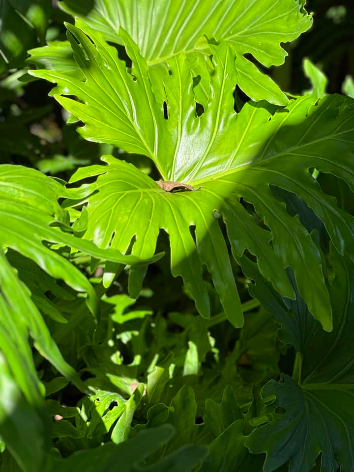 Cây xanh xung quanh nhà giúp không gian thêm trong lành.