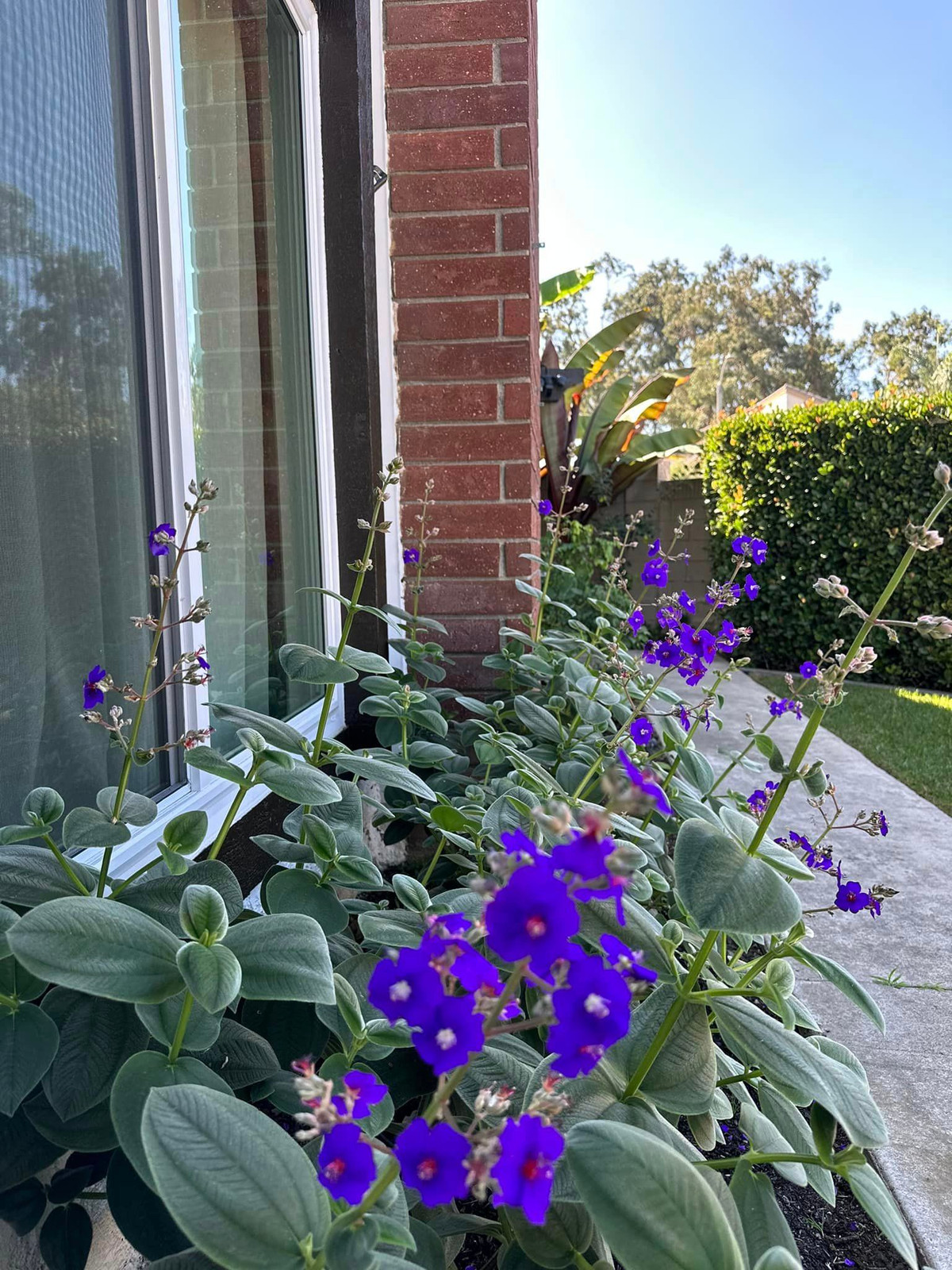 Trong vườn, nữ diễn viên trồng cây ăn quả cũng như các loại hoa.