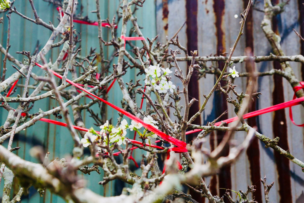 Những cành hoa lê, hoa mận chỉ điểm xuyết một vài bông hoa, nhiều nụ vẫn chưa nở. Ảnh: Tiền phong