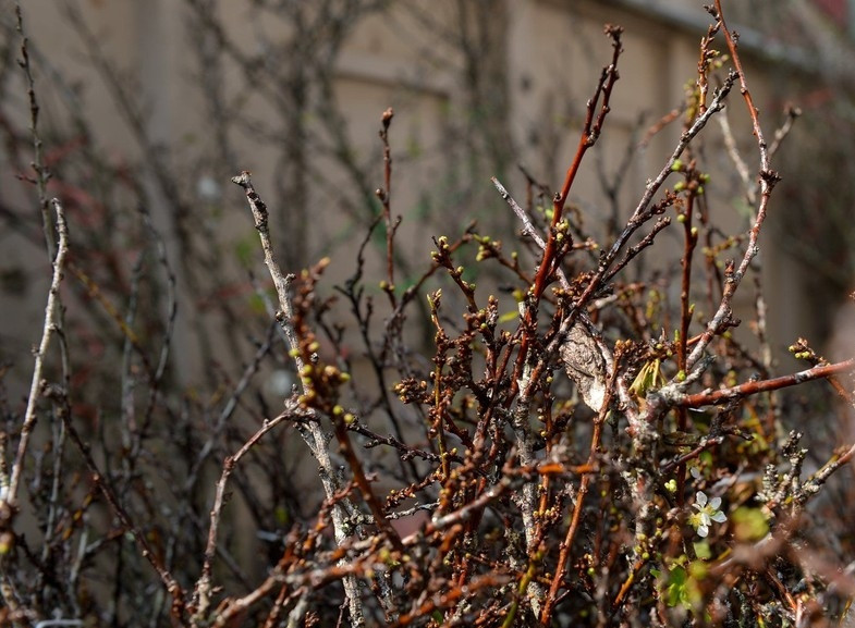 Những cành lê nhỏ giá khoảng 200.000 - 300.000 đồng/bó. Ảnh: Anninhthudo