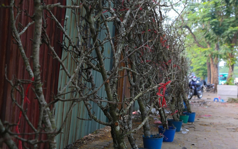 Nhiều cây chưa có nụ trông như cành "cùi khôi". Ảnh: Tiền phong