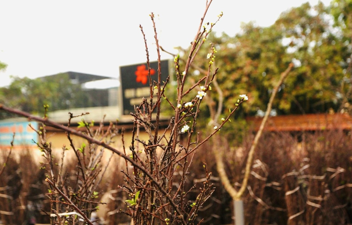 Cành mận cao trên 1 mét, giá khoảng 400.000 đến 1,5 triệu đồng. Cành cao 2m đến 2,5m giá từ 2.500.000 đồng trở lên. Ảnh: Tiền phong