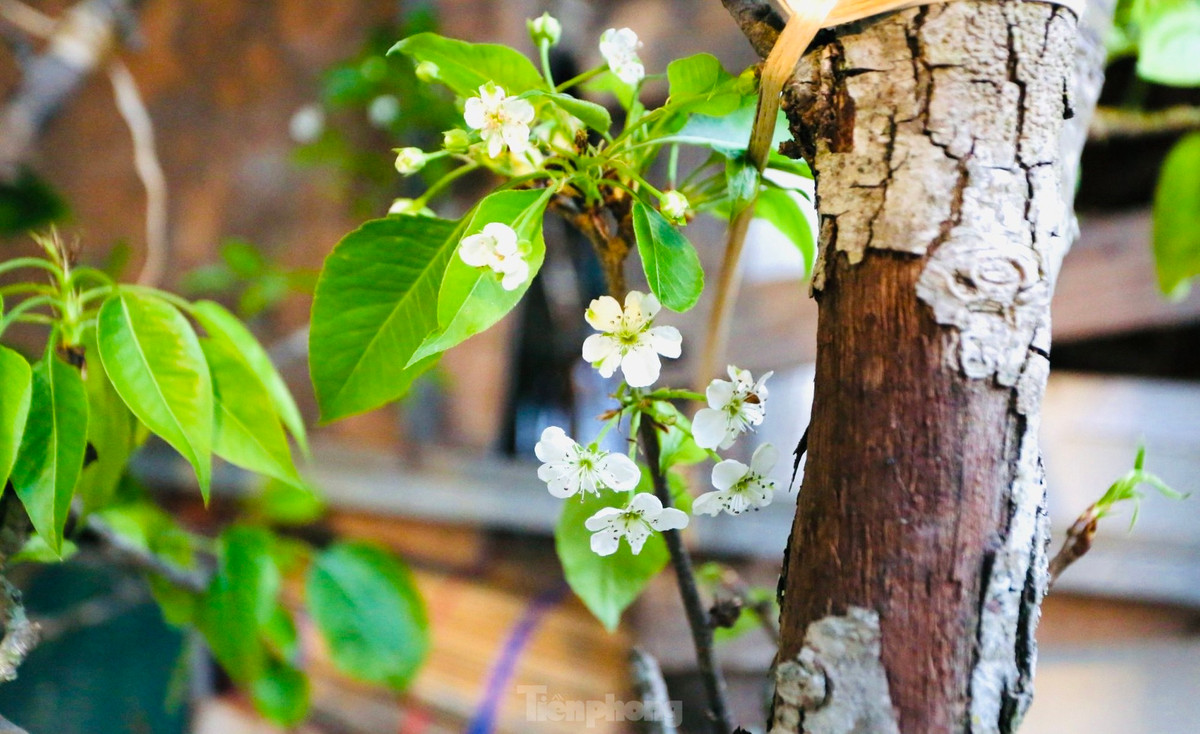 Theo các tiểu thương, dù lượng khách không đông như dịp Tết nhưng hàng cứ về đến đâu đều bán hết đến đó. Ảnh: Tiền phong