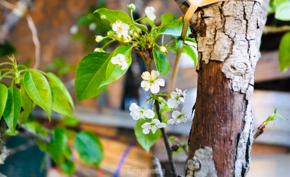 Theo các tiểu thương, dù lượng khách không đông như dịp Tết nhưng hàng cứ về đến đâu đều bán hết đến đó. Ảnh: Tiền phong