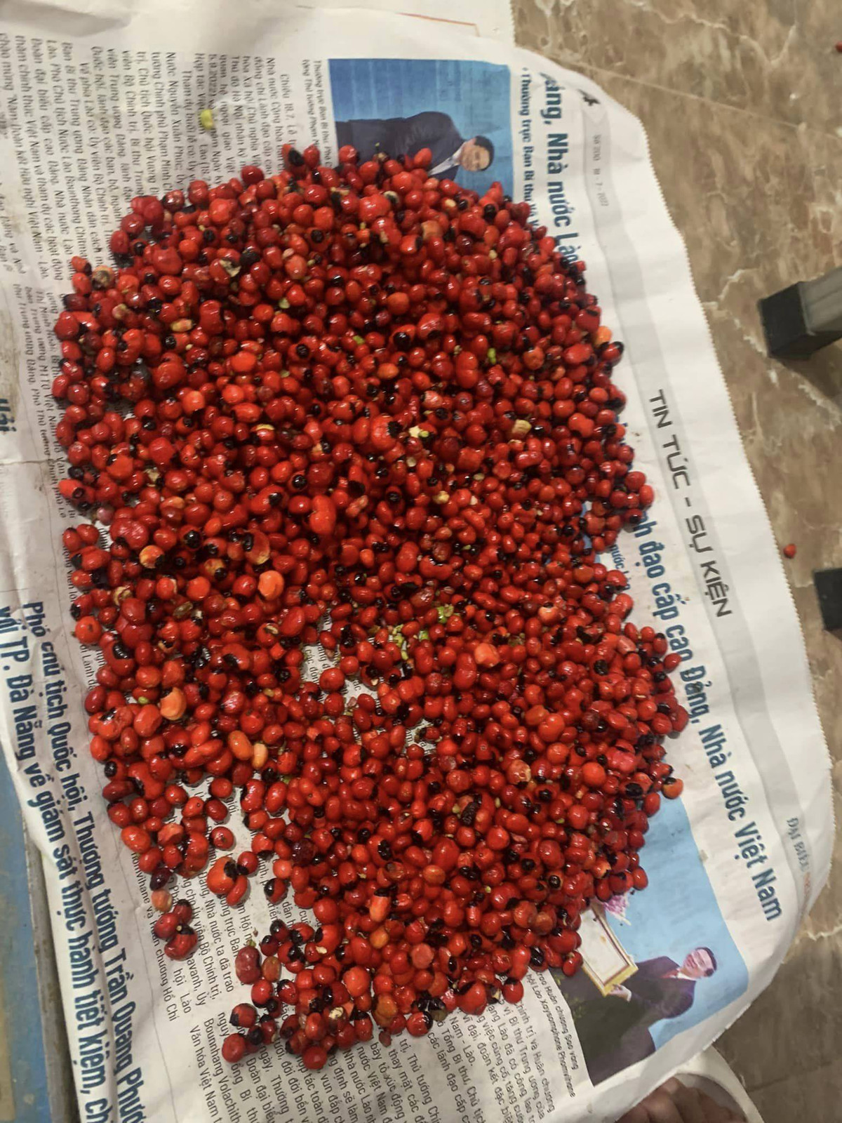 Không chỉ củ sâm, thân và lá, hạt sâm Ngọc Linh cũng có mức giá đắt đỏ không kém, lên tới 240 triệu đồng/kg. Ảnh: Facebook