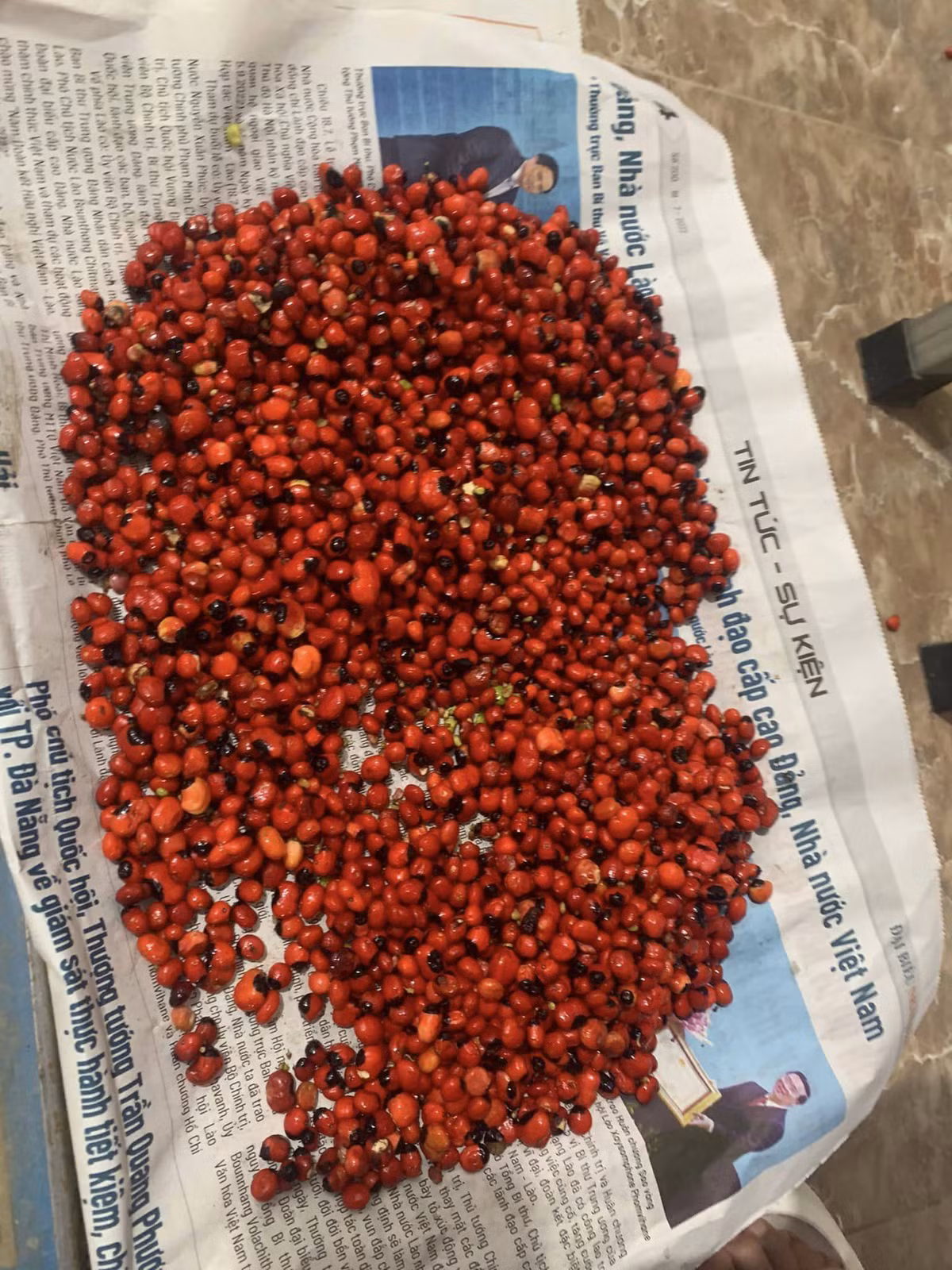 Không chỉ củ sâm, thân và lá, hạt sâm Ngọc Linh cũng có mức giá đắt đỏ không kém, lên tới 240 triệu đồng/kg. Ảnh: Facebook