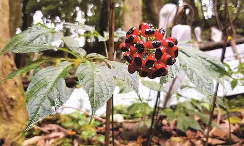 Theo tiết lộ của nhiều chuyên gia trồng sâm, từ khi bắt đầu trồng sâm Ngọc Linh, phải mất từ 3-4 năm thì cây mới phát triển ra hoa và kết trái. Ảnh: Internet