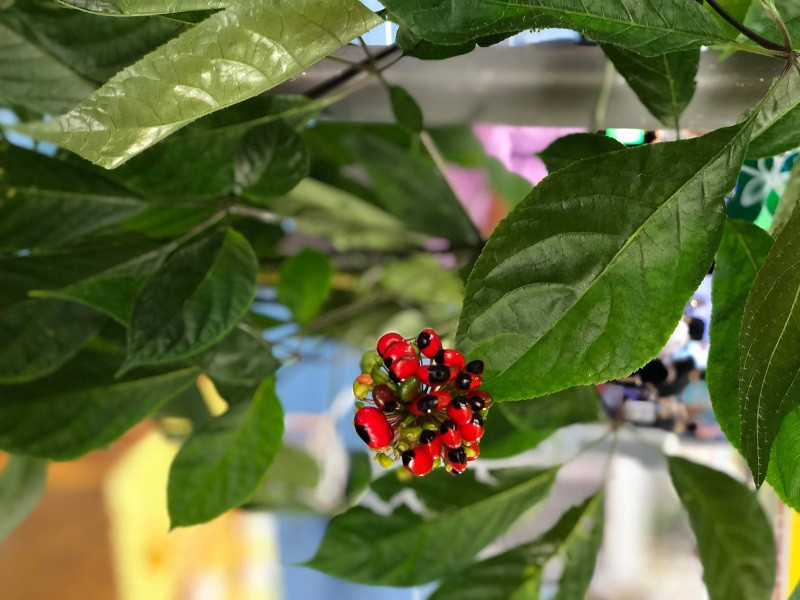 Mùa hoa sâm Ngọc Linh thường nở vào tháng 6 đến tháng 8 âm lịch. Mỗi nhánh của cây sâm thường chỉ nở một bông hoa duy nhất. Ảnh: Internet