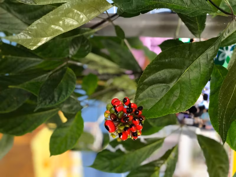 Mùa hoa sâm Ngọc Linh thường nở vào tháng 6 đến tháng 8 âm lịch. Mỗi nhánh của cây sâm thường chỉ nở một bông hoa duy nhất. Ảnh: Internet