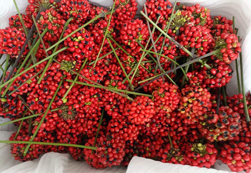 Trung bình khoảng 2.000 hạt sâm mới thu về được 1kg. Hơn nữ, hat sâm Ngọc Linh có hương vị rất thơm ngon nên thường bị chuột cắn phá. Ảnh: Vietnamnet