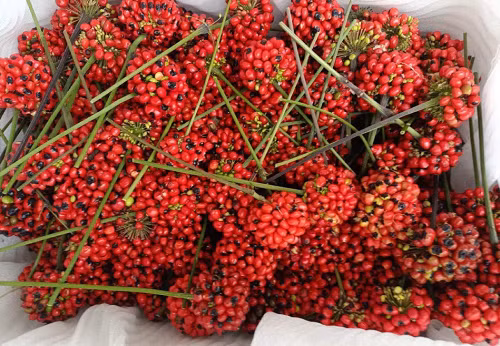 Trung bình khoảng 2.000 hạt sâm mới thu về được 1kg. Hơn nữ, hat sâm Ngọc Linh có hương vị rất thơm ngon nên thường bị chuột cắn phá. Ảnh: Vietnamnet