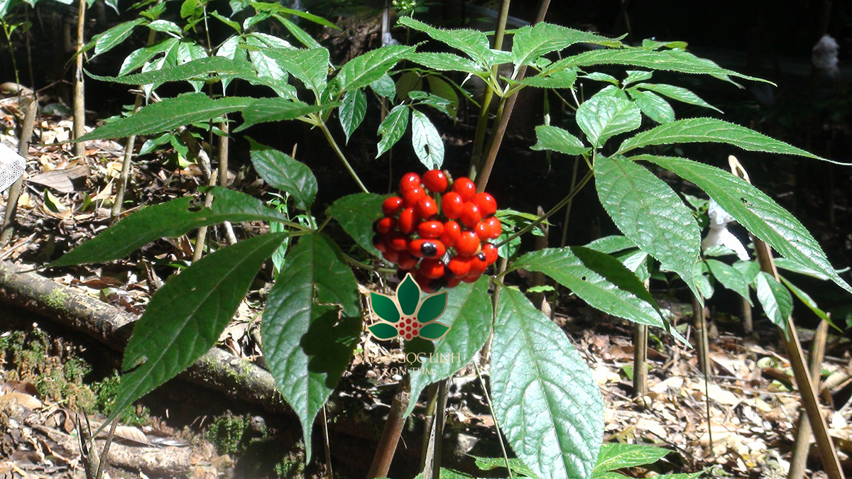 Vì thế, không nhiều cây sâm Ngọc Linh cho ra nhiều bông hoa trên cùng một cây. Mỗi cây nhiều nhất chỉ xuất hiện từ 1-2 nhánh. Ảnh: Internet