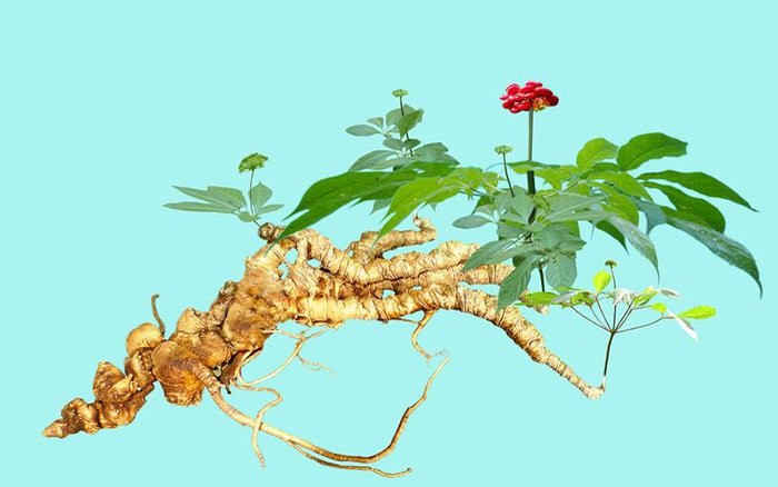 Từng là loại cây mọc hoang dại trên dãy núi Ngọc Linh thuộc địa phận tỉnh Quảng Nam và Kon Tum, giờ đây sâm Ngọc Linh được công nhận là một trong 5 loại nhân sâm tốt nhất thế giới. Ảnh: Internet