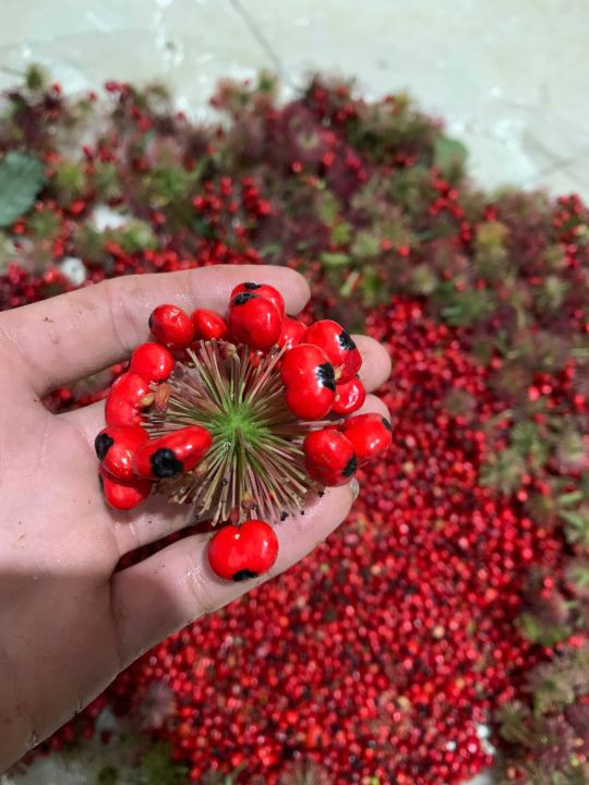 Người trồng sâm Ngọc Linh thường phải lắp đặt lưới bảo vệ giúp cây nở hoa và kết trái mà không bị chuột tàn phá. Ảnh: Lazada