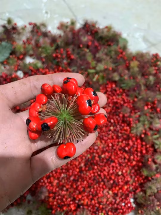 Người trồng sâm Ngọc Linh thường phải lắp đặt lưới bảo vệ giúp cây nở hoa và kết trái mà không bị chuột tàn phá. Ảnh: Lazada