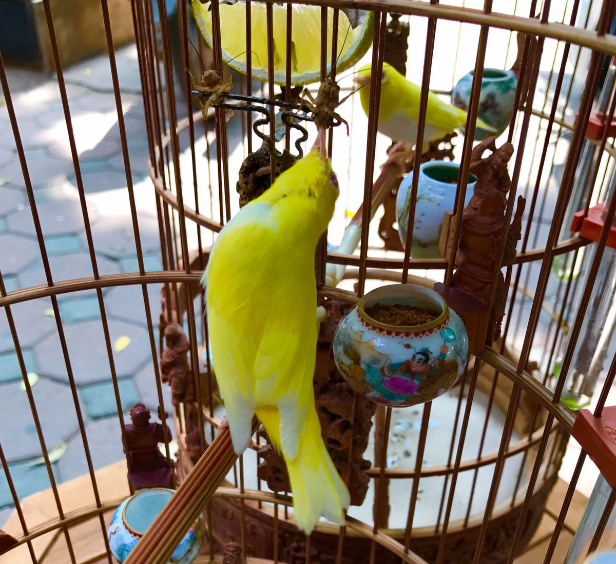 Hàng ngày, những con chim quý tộc còn được ở trong phòng điều hòa, có bảo mẫu và bác sỹ chăm sóc đặc biệt. Ảnh: FB Chương Tailor