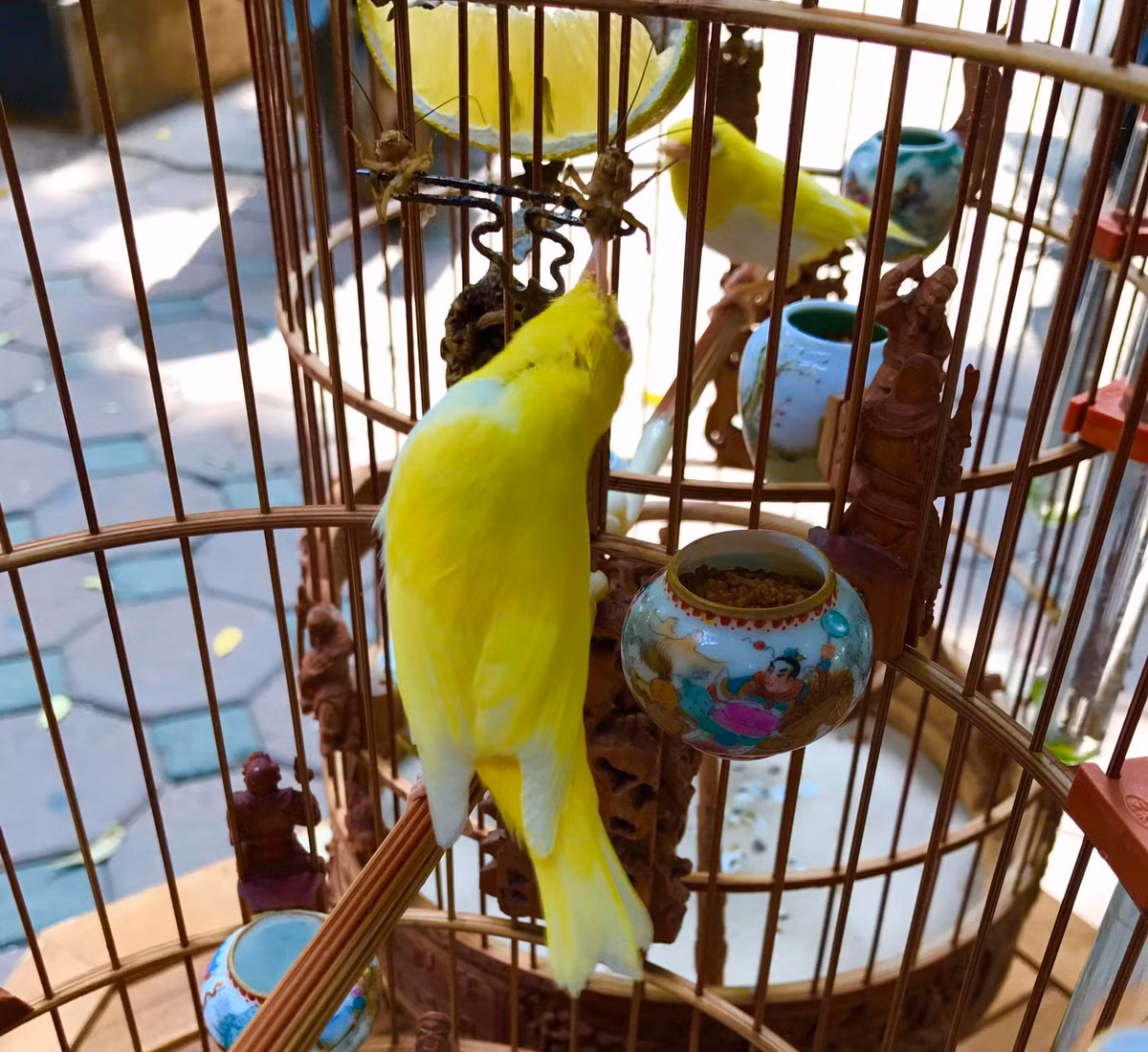 Hàng ngày, những con chim quý tộc còn được ở trong phòng điều hòa, có bảo mẫu và bác sỹ chăm sóc đặc biệt. Ảnh: FB Chương Tailor