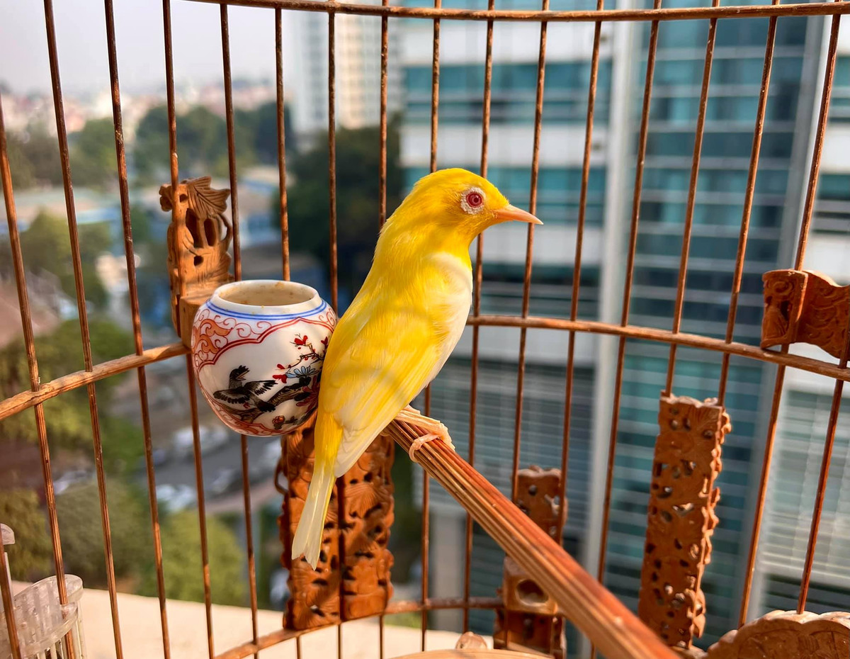 Chim hoàng khuyên được mệnh danh là “vua của các loài chim” bởi sở hữu vẻ ngoài lộng lẫy, toát lên khí chất vương giả nhờ bộ lông vàng đẹp mắt. Ảnh: FB Chương Tailor