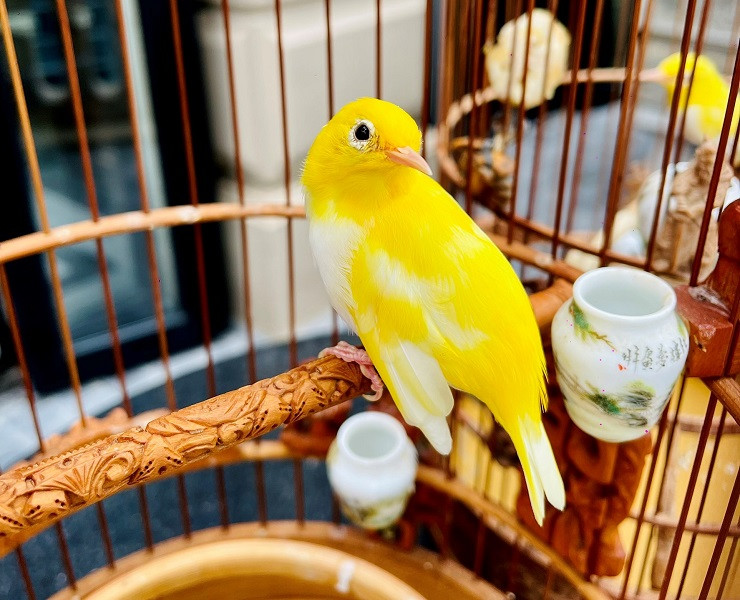 Đôi mắt của chim hoàng khuyên được ví như một viên ngọc saphia đen huyền bí, thu hút người đối diện. Ảnh: Dân Việt