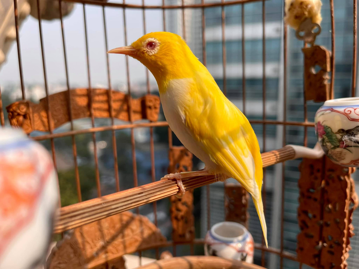 Không chỉ sở hữu nhan sắc cực đỉnh, chim hoàng khuyên còn sở hữu giọng ca thiên phú. Ảnh: FB Chương Tailor