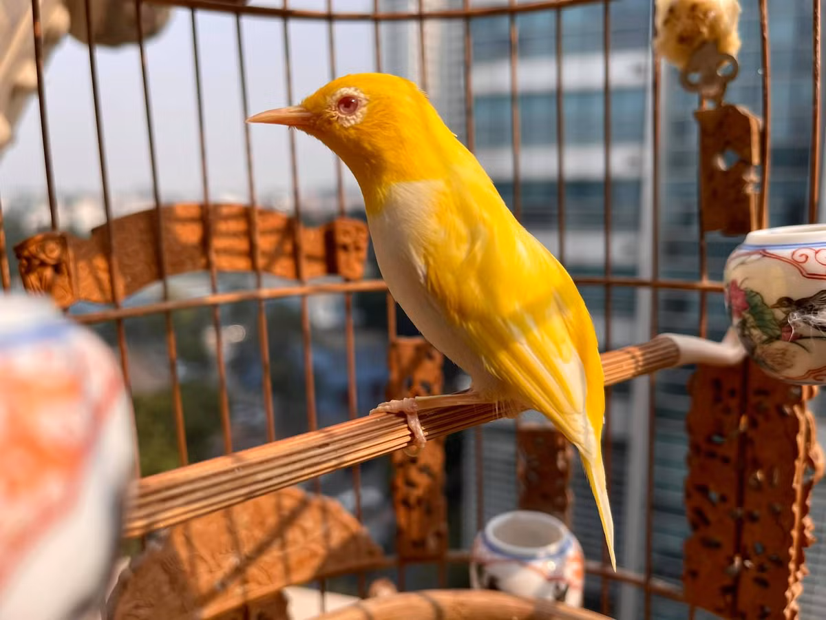 Không chỉ sở hữu nhan sắc cực đỉnh, chim hoàng khuyên còn sở hữu giọng ca thiên phú. Ảnh: FB Chương Tailor