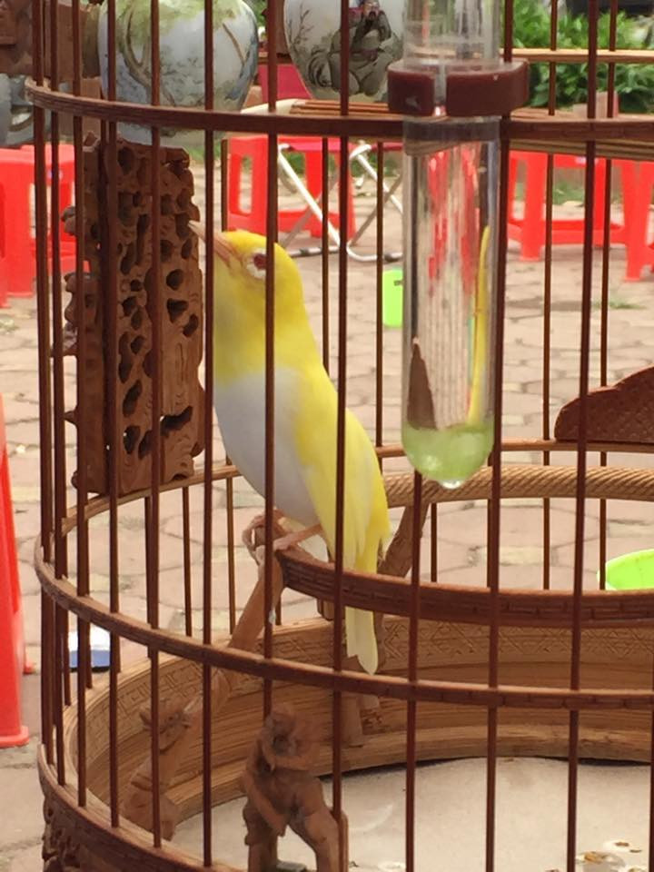 Để chiều lòng những chú chim xinh đẹp, khẩu phần ăn của hoàng khuyên được doanh nhân Chương Tailor chăm chút cần thận với quýt, chuối tây, châu chấu, táo Mỹ và trứng kiến. Ảnh: FB Chương Tailor