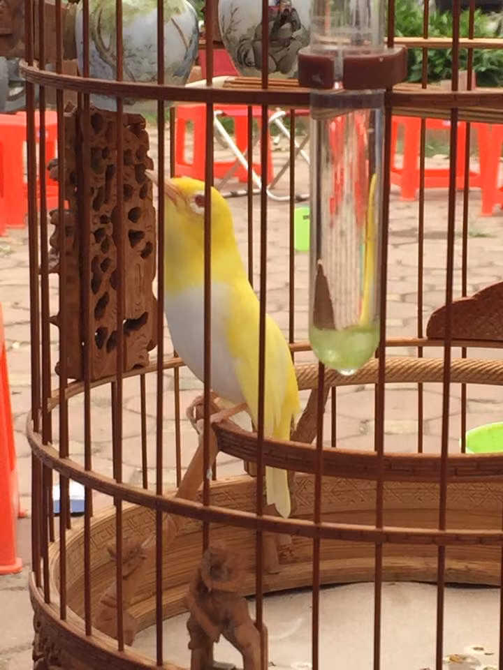 Để chiều lòng những chú chim xinh đẹp, khẩu phần ăn của hoàng khuyên được doanh nhân Chương Tailor chăm chút cần thận với quýt, chuối tây, châu chấu, táo Mỹ và trứng kiến. Ảnh: FB Chương Tailor