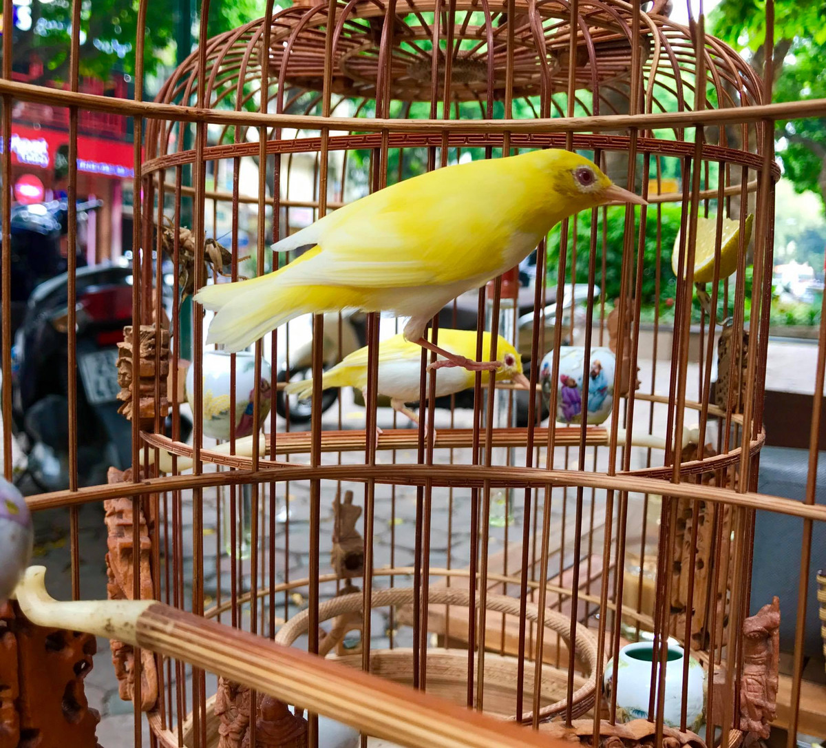  Chim hoàng khuyên mắt đỏ có mức giá đắt nhất vì đây là những con chim đột biến. Ảnh: FB Chương Tailor