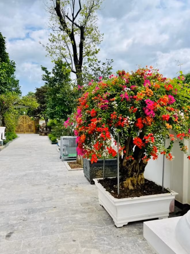 Hai bên lối vào nhà phủ màu xanh của cây cỏ và rực rỡ của các loại hoa. Ảnh: FBNV
