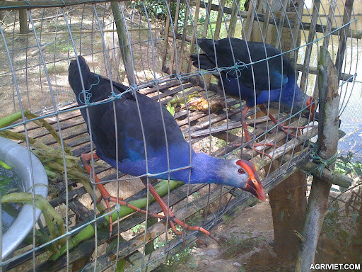 Sau khi nuôi từ 15-18 tháng, chim trích cồ có trọng lượng từ 0,6-0,8kg bắt đầu sinh sản. Ảnh: Internet