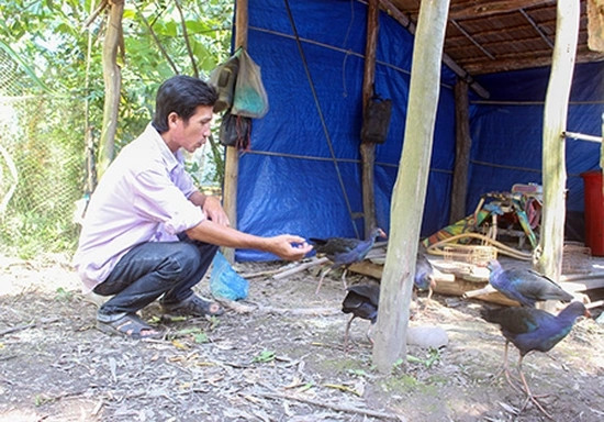 Đáng chú ý, chim trích cồ được mệnh danh hung dữ, có thể giữ nhà thay chó. Ảnh: Dân Việt