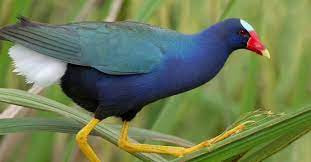 Do là loài chim hoang dã và thích bảo vệ lãnh thổ nên đến kỳ sinh sản trích cồ trở nên hung dữ. Ảnh: Internet