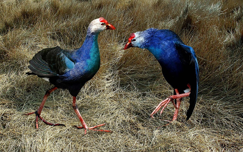 Nếu gặp người lạ, chim trích cồ kêu điếc tai, chạy bổ đến há mỏ để mổ và dùng bàn chân vừa dài vừa sắc nhọn như lưỡi câu đá tới tấp. Ảnh: Internet