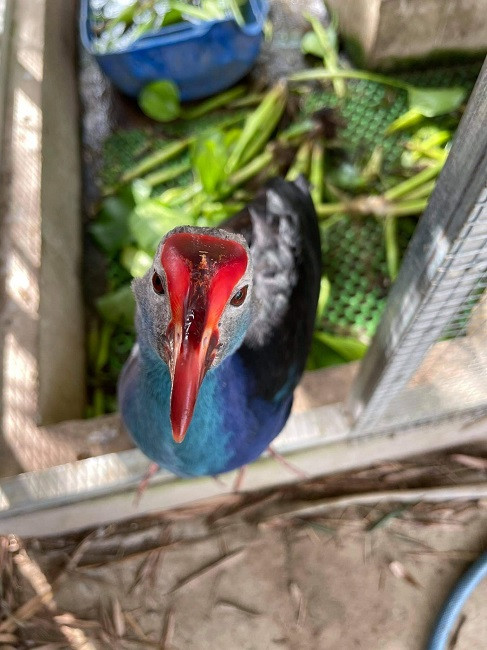 Trung bình một con trích cồ mái, mỗi năm cho thu nhập từ 3-5 triệu đồng từ việc cho sinh sản: Ảnh: Dân Việt