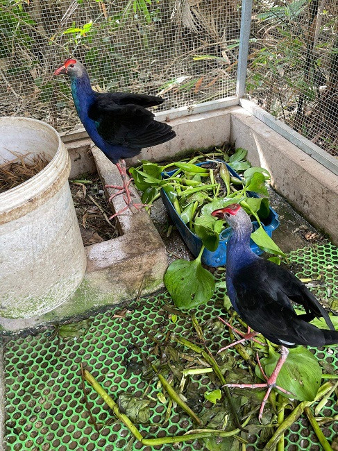 Trích cồ là loài chim hoang dã quý hiếm, màu sắc đẹp và dễ nuôi. Ảnh: Dân Việt