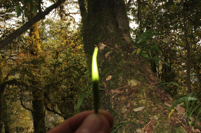 Loài cây này quý giá như vậy là bởi hiện chúng chỉ còn lại 50-60 gốc. Ảnh: Vietnamnet