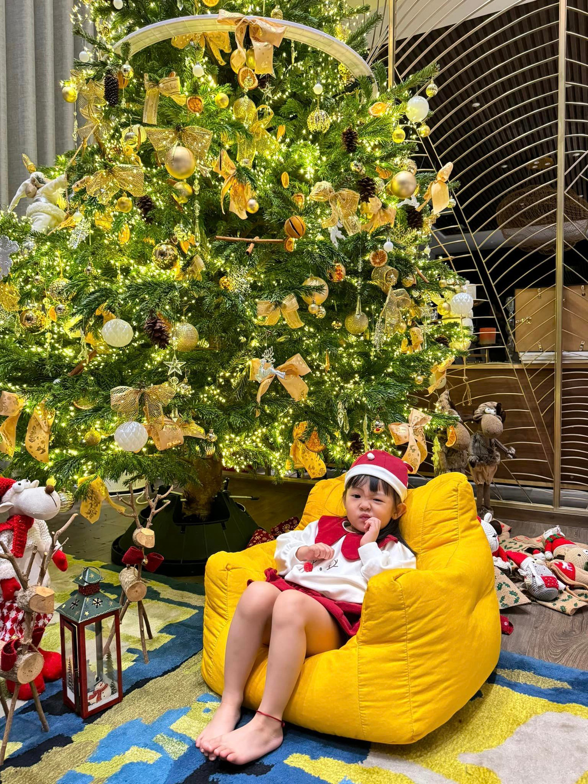 Cây thông trong nhà Cường Đô La có tán rộng, dáng thoải vô cùng đẹp mắt.