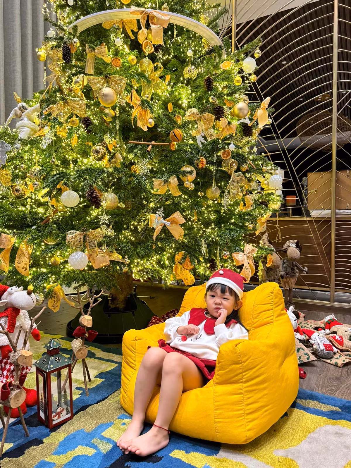 Cây thông trong nhà Cường Đô La có tán rộng, dáng thoải vô cùng đẹp mắt.