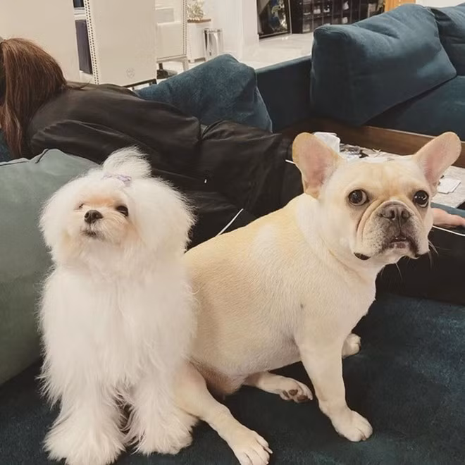 Nội thất phòng khách là những gam màu trung tính, không lòe loẹt.