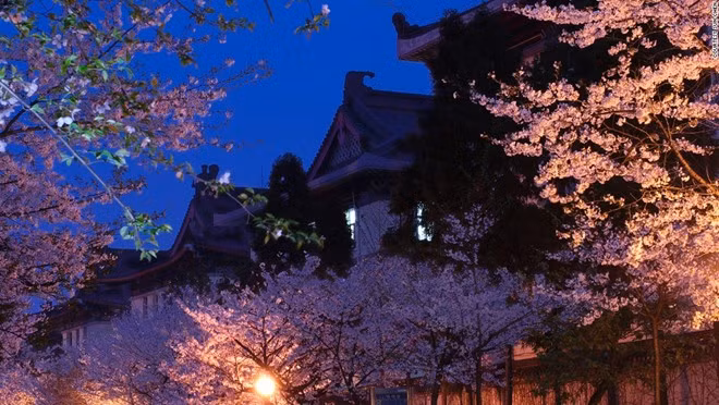 Ông Sun Chen cho biết: “Một trong những nơi tuyệt nhất để ngắm hoa anh đào là đền Kê Minh lịch sử, và hội trường thi được xây từ thời Dân quốc. Đại học Lâm nghiệp Nam Kinh, hồ Huyền Võ và vườn Tình Nhân cũng là những nơi lý tưởng để ngắm hoa.