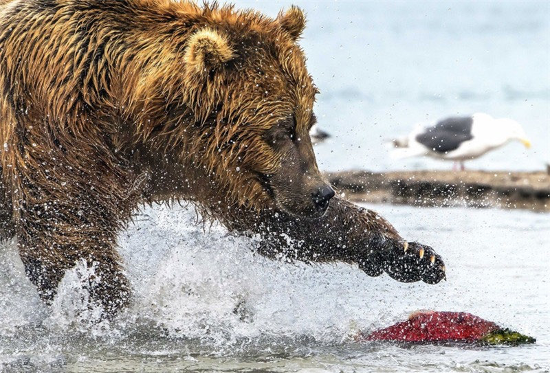 Theo tiết lộ của nhiếp ảnh gia Giuseppe Damico, khi phát hiện cá hồi bơi rìa bờ hồ, nó lập tức tiến lại bắt con mồi.