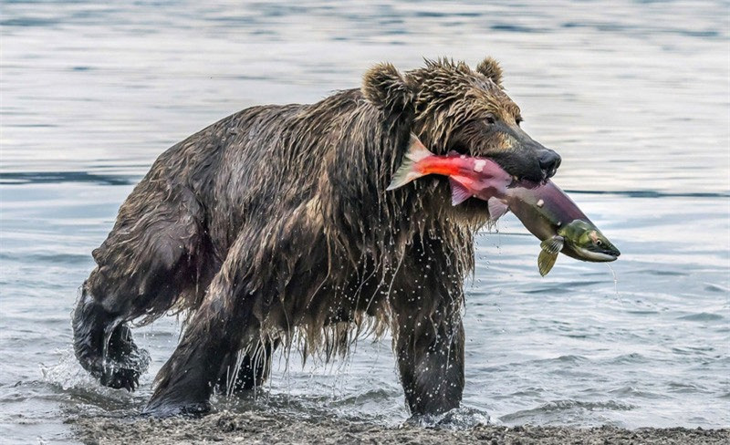 Đánh chén được 1 con cá hồi béo bở, gấu nâu tha con mồi còn lại lên bờ.